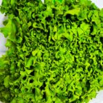 Lechuga Verde