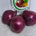 Cebolla Morada