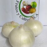 Cebolla Blanca